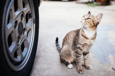 The Law That Protects Dogs But Leaves Cats to Die on Roadsides