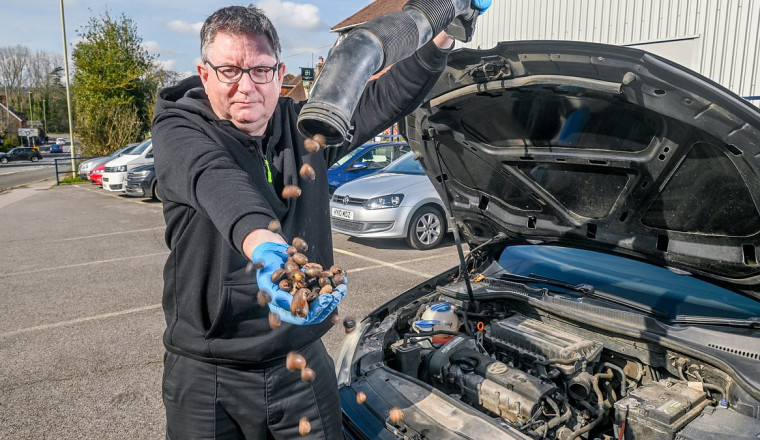 Town is blighted by squirrels hiding acorns in car engines: Nuts cause problems for baffled drivers