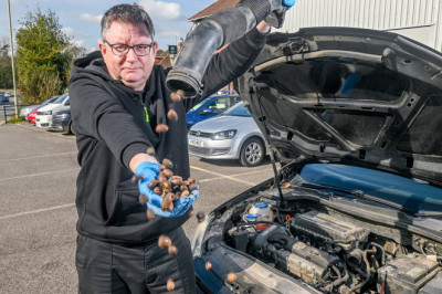 Town is blighted by squirrels hiding acorns in car engines: Nuts cause problems for baffled drivers