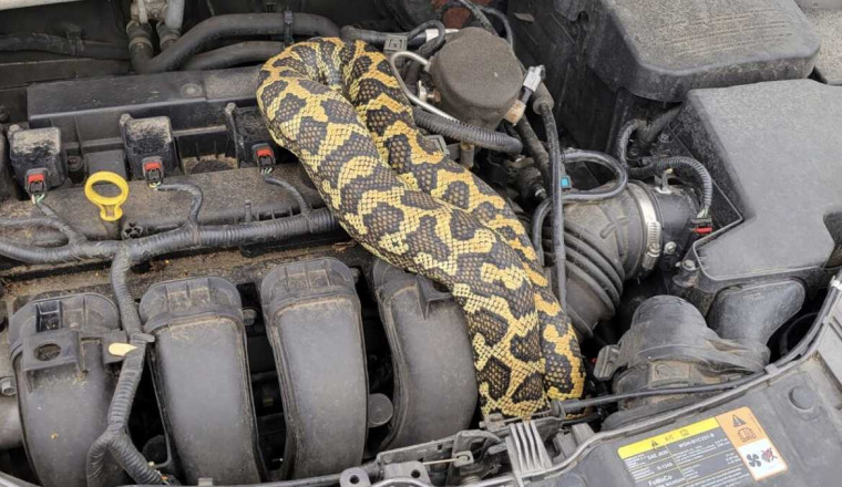 Mechanics Are Finding Live Snakes and $50,000 Violins in Customer Cars