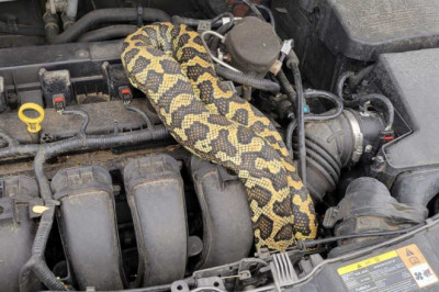 Mechanics Are Finding Live Snakes and $50,000 Violins in Customer Cars