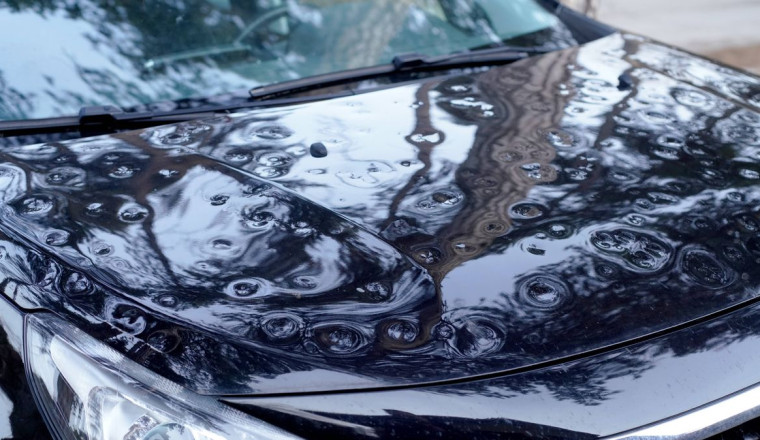 Drivers warned 'harmless looking' insect can cause £900 of damage to cars