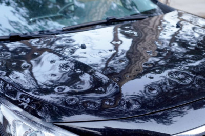 Drivers warned 'harmless looking' insect can cause £900 of damage to cars