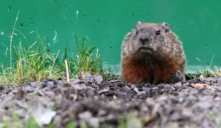 Formula 1’s most memorable animal encounters - groundhogs, cats and dogs