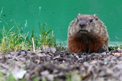 Formula 1’s most memorable animal encounters - groundhogs, cats and dogs
