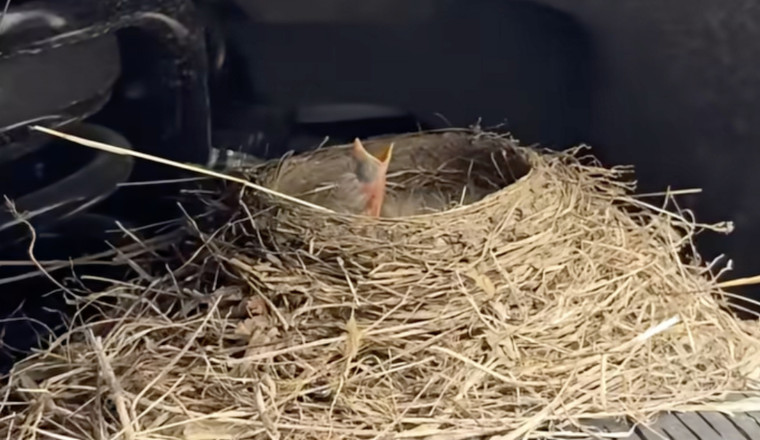 Robin Flips Ford Dealer The Bird By Making Its Nest In A Sold F-250