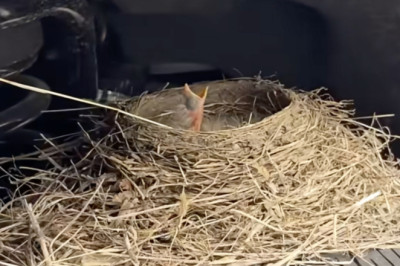 Robin Flips Ford Dealer The Bird By Making Its Nest In A Sold F-250