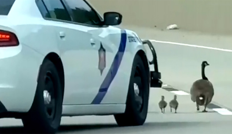 Arkansas Trooper Sent To Help A Goose Family May Have Run Over Two, Now Comes The Federal Question