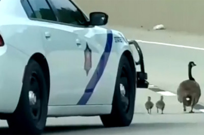 Arkansas Trooper Sent To Help A Goose Family May Have Run Over Two, Now Comes The Federal Question