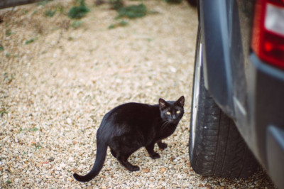 New law 12-day June deadline for all cat owners in UK
